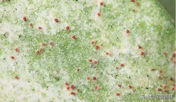 杜鹃花红蜘蛛什么症状,杜鹃花红蜘蛛病图片