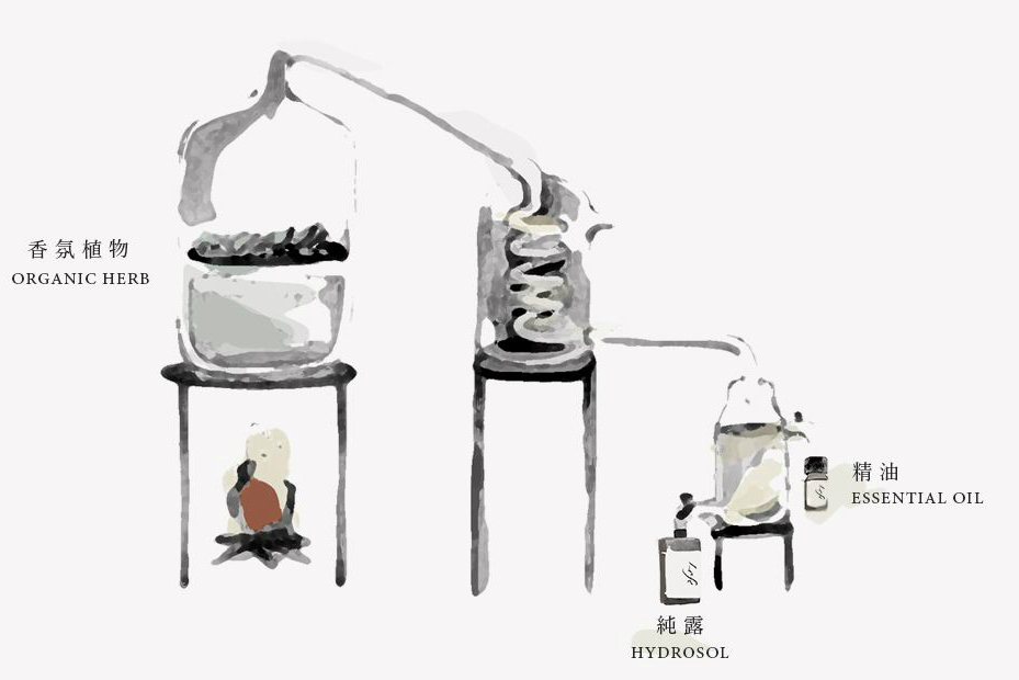 新手的入门精油，一定要试试薰衣草