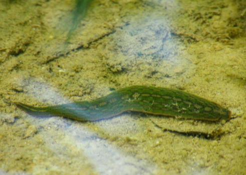 驱除石斑鱼身上蚂蟥的成功案例