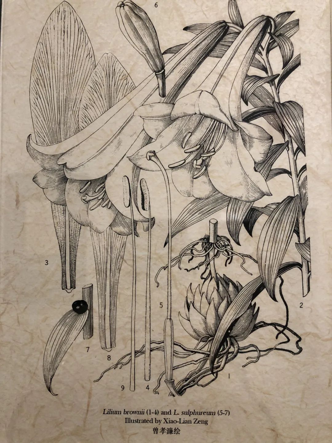 濒危稀有植物绘画,八大濒危珍稀植物