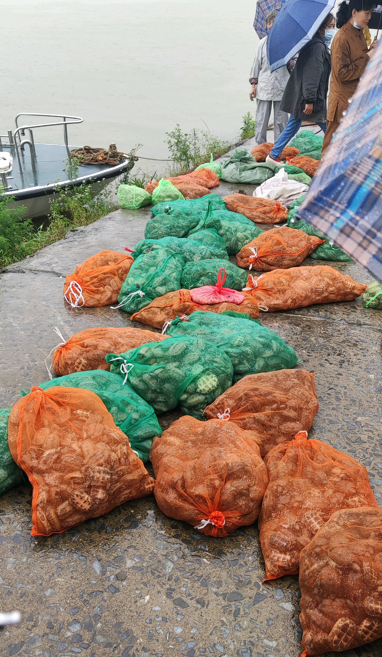 男子山里捡到乌龟养了七年照片,爬山捡到乌龟