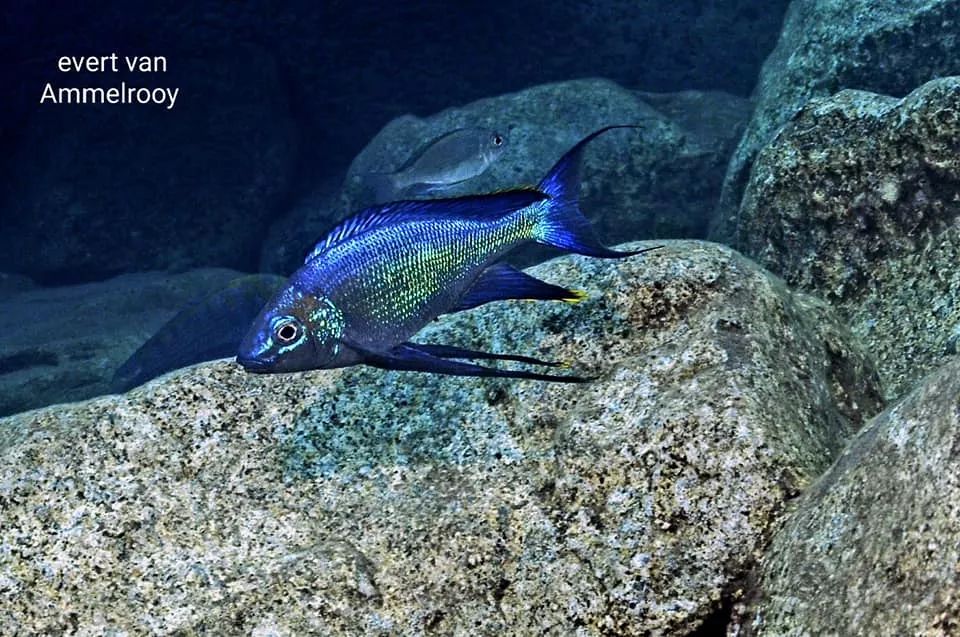 三湖慈鲷孵化注意事项,三湖慈鲷鱼买回来注意事项