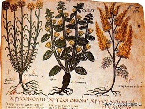 西方国家古代没有中药怎么治病,古代人生病都吃什么药