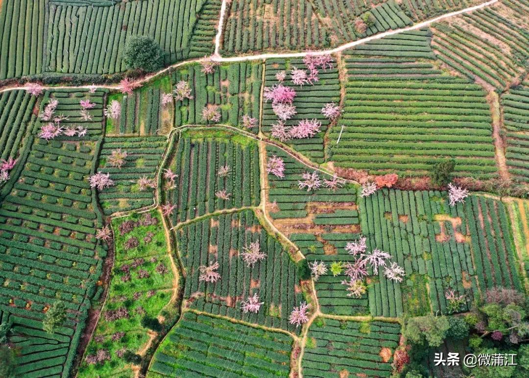 蒲江打造公园,蒲江田园生态区