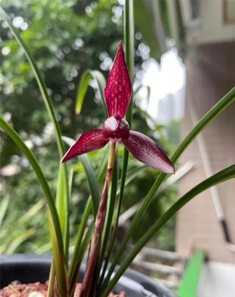 云南玉溪血红春兰,云南玉溪有哪些名贵兰花