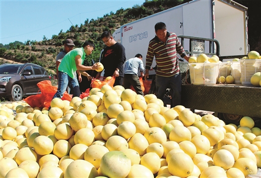广西依靠水果脱贫致富,广西村官带领村民致富