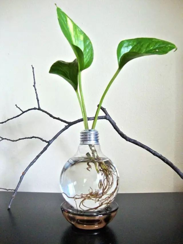 绿萝养护方法大全和注意事项,绿萝养护小技巧和方法图解