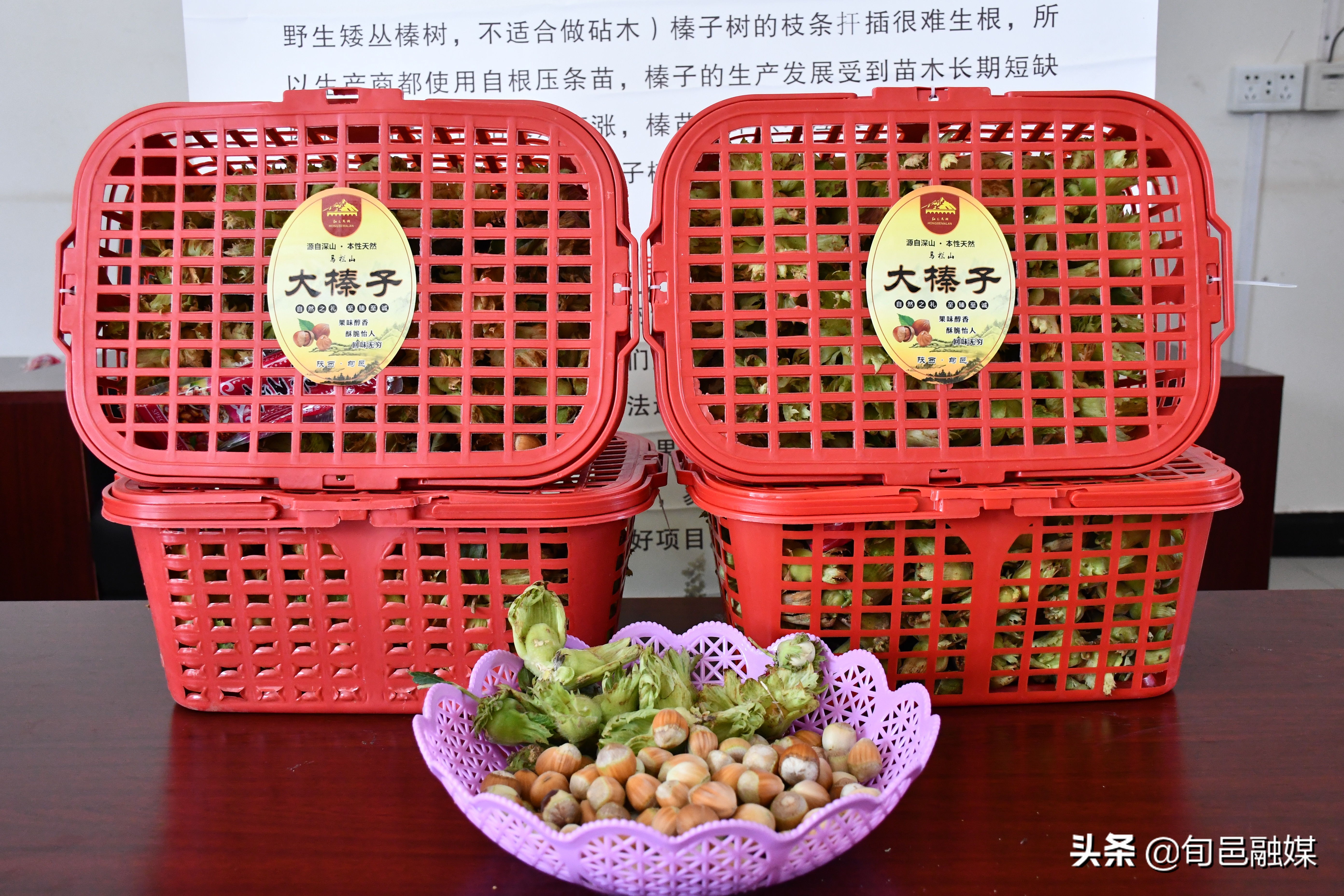 旬邑：大榛子有“钱途”荒山沟变成聚宝盆