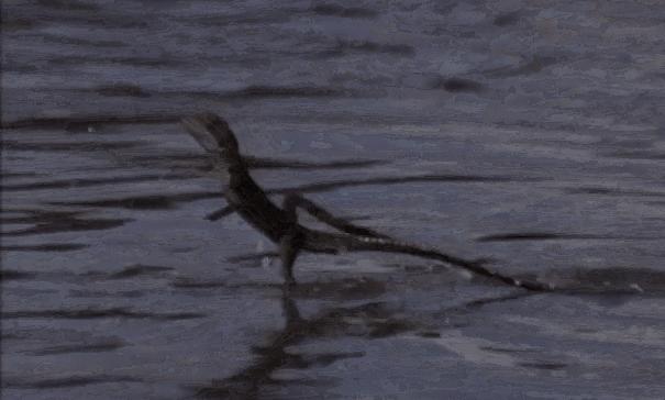 直立奔跑的壁虎,壁虎为什么能在水面上