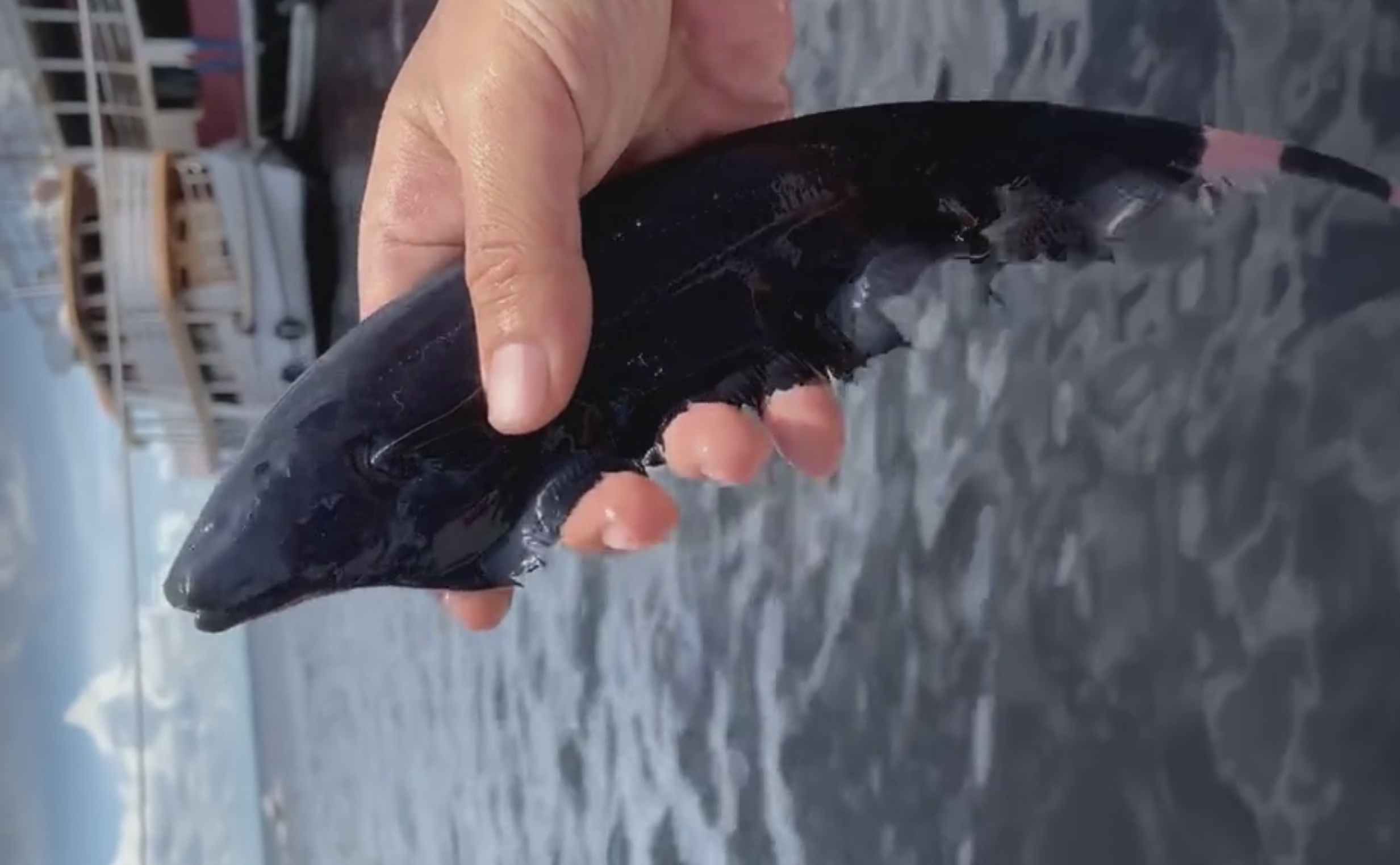 鱼缸中的黑色羽毛——魔鬼刀