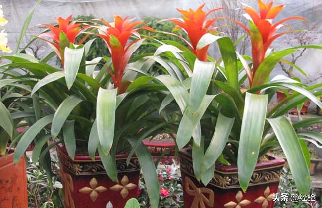 凤梨花叶子发黄怎么办,凤梨花叶子发黄枯萎怎么办