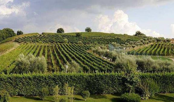 意大利葡萄品种,意大利的葡萄品种