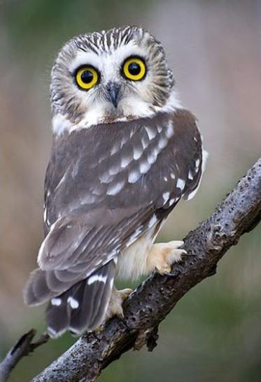 东方雀鹰介绍,猫头鹰自古以来都是不祥之鸟