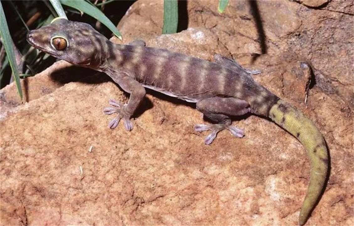 壁虎为什么有再生尾巴的能力,壁虎的尾巴再生原理