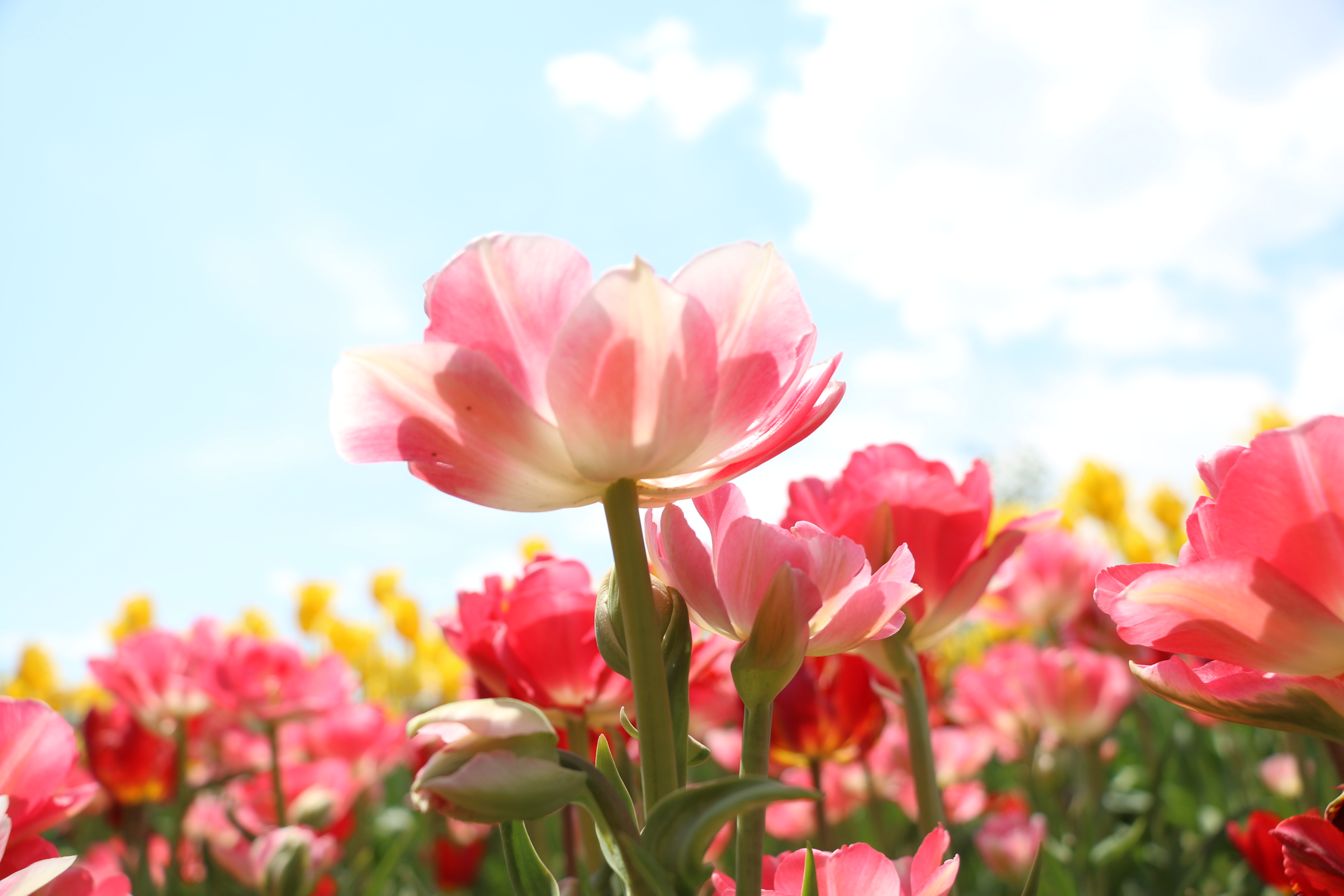 游北京国际鲜花港体会,游北京国际鲜花港需要多长时间