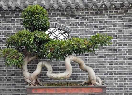 榕树叶子发黄落叶怎么补救,榕树叶子发黄是什么原因