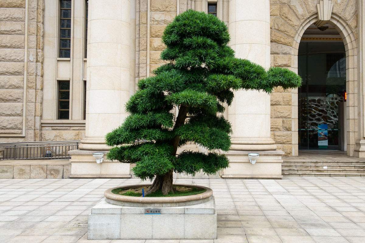 如何治疗罗汉松病虫害,罗汉松叶枯病最好治疗方法