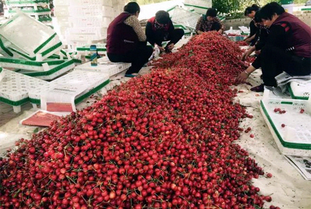 樱桃园开始采摘,樱桃采摘季漫山遍野红樱桃