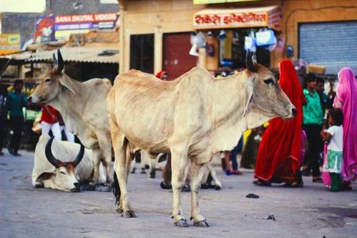 印度24条冷知识,印度冷知识100则