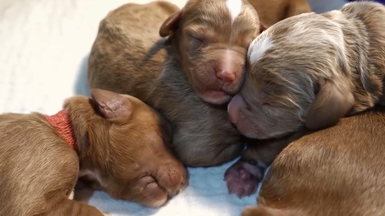 小狗一般喂多少合适,小狗如何喂食狗粮