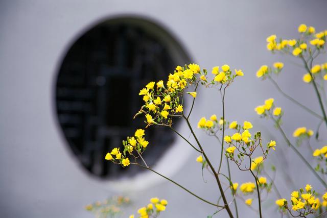小平故里到华蓥山花海人家要多远,广安华蓥山小平故里