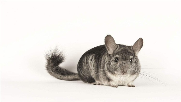 养仓鼠改掉咬笼子的这个坏习惯,仓鼠咬笼子嘴巴出血怎么办