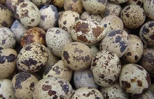 厉害了！武进竟隐藏着一位“大神”，练就了“瞎子”听鸟的本事~