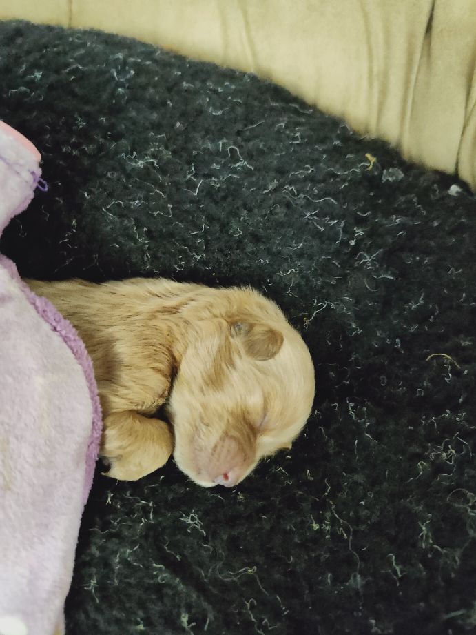 人工喂养的小奶狗拉稀怎么办,人工喂养20天的狗