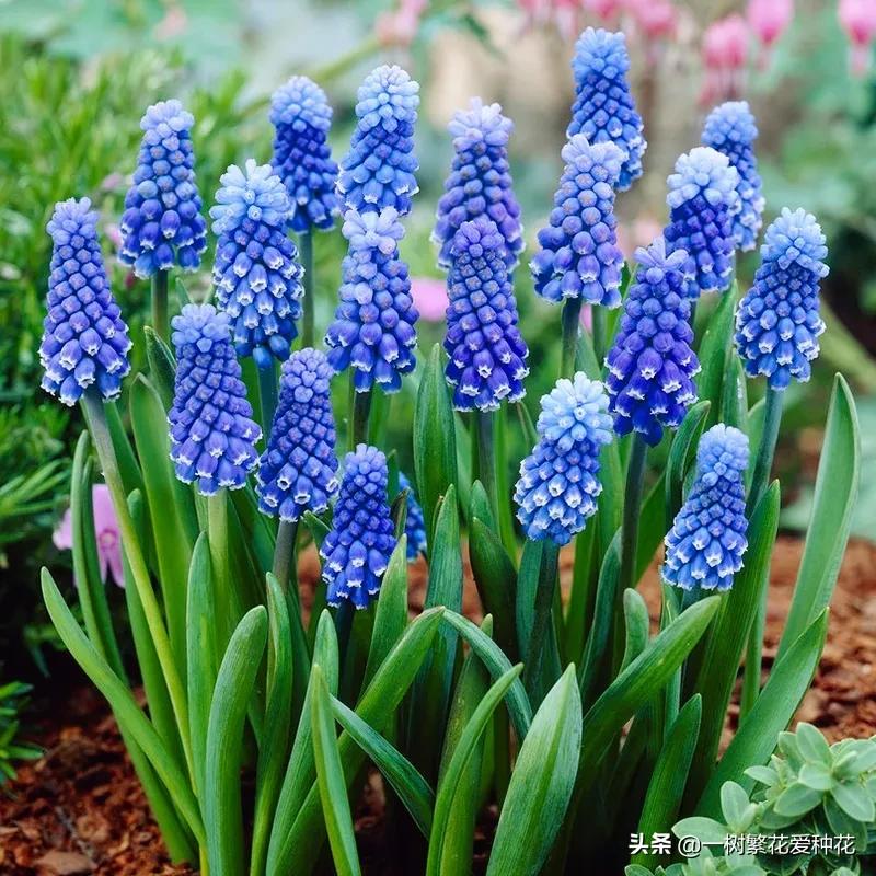 最毒的五种花不能在家里养,家里不能养的六种花会招来鬼