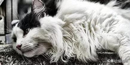 想要猫咪毛发顺亮吃什么,想要猫咪干净