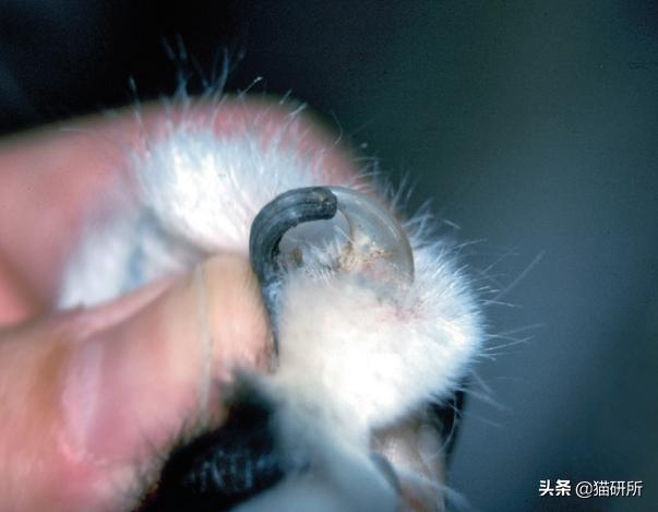 猫咪也会长“鸡眼”？肉垫上的角质增生需要切除吗？