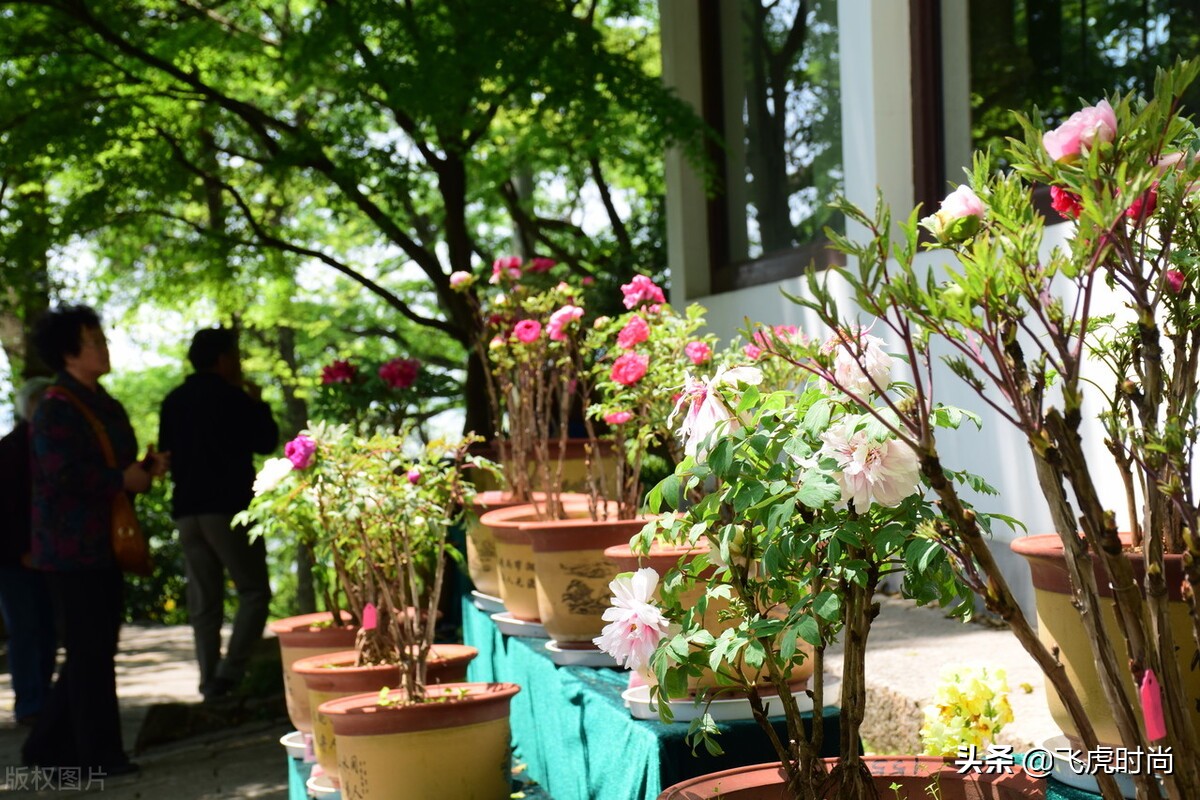 从零开始学养花蟹爪兰的养护方法,40种常见植物养护法让你养花不愁