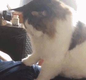 缅因猫看着很吓人但是很温柔,缅因猫真的有20万一只么