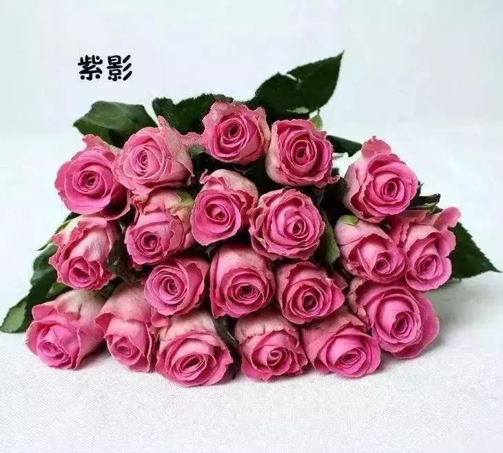 100种玫瑰品种图鉴大全,100种玫瑰品种图解