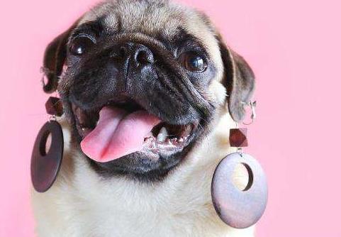 巴哥犬多少钱一只法斗,想买一只成年巴哥犬