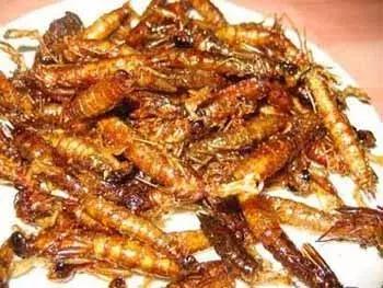 蜻蜓怕什么怎么赶走它,蜻蜓捕捉蚊子的过程