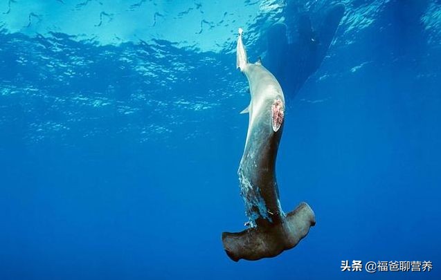 高档鱼翅正宗做法,鱼翅成舌尖上的奢侈品