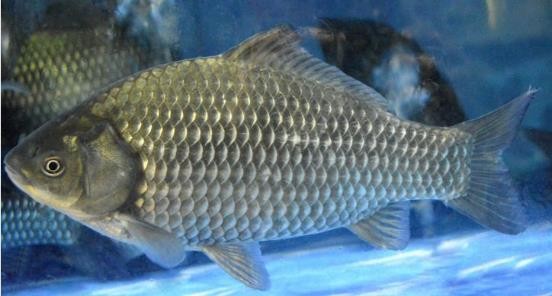 路亚鱼种类大全,长江鱼种类大全图片