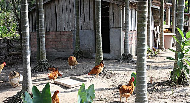 鸡过料为什么那么难治,鸡过料严重用什么土方法