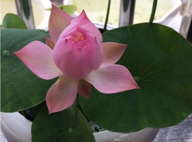 怎样种植碗莲荷花,荷花怎么养成碗莲