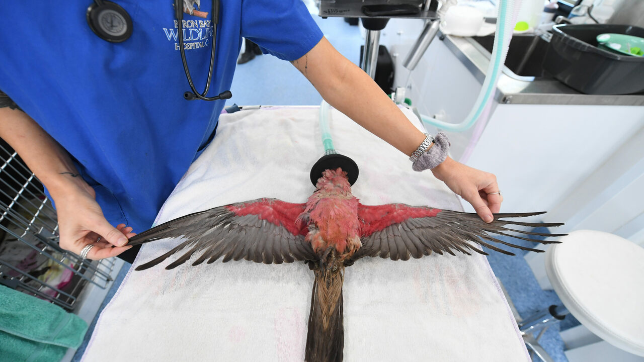 超市货架现3米蟒蛇，女子与蛇头20厘米，为何澳洲的蛇无处不在？