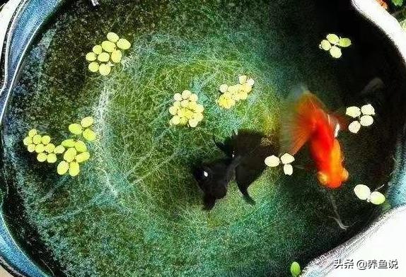 古代用什么缸养金鱼,古缸养金鱼教程