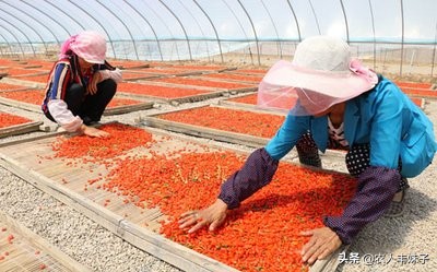 药用枸杞的种植技术,枸杞干货怎么选