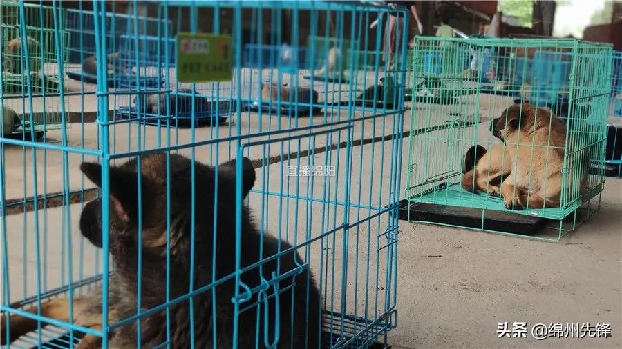 被救下的111条狗狗,一只金毛流浪狗被解救过程