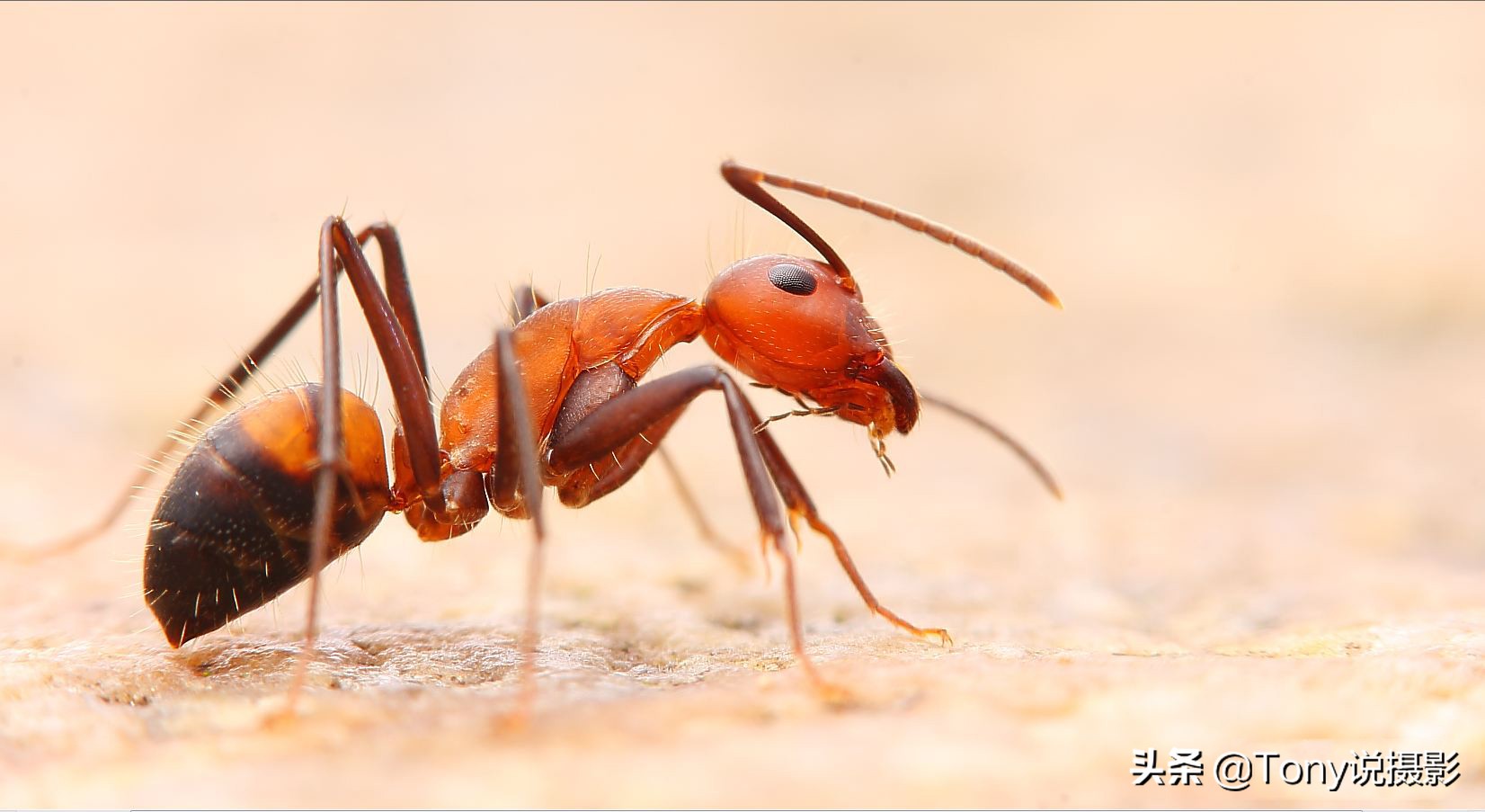 微距摄影怎样拍花,微距摄影怎么拍的