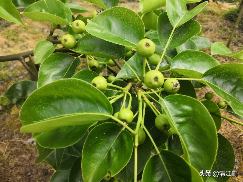 梨子果锈什么原因,梨子果锈怎么去除