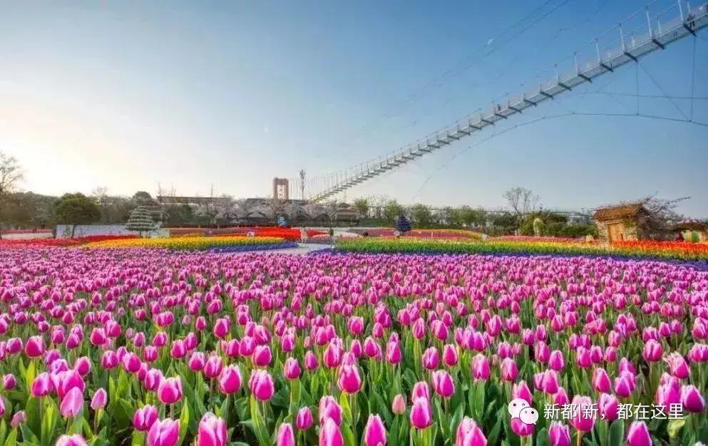 别样馫味！新都天府沸腾小镇，麻辣盛宴等你打卡