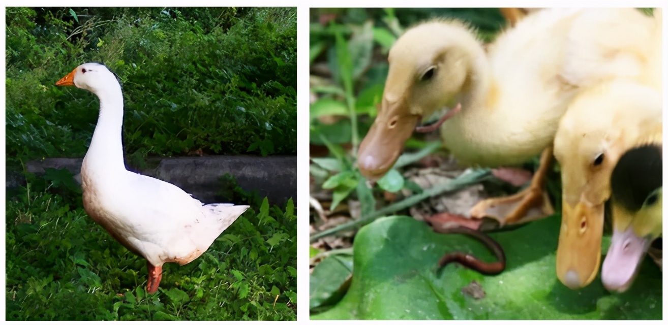 男士羽绒马甲是鹅绒好还是鸭绒好,鸭绒和鹅绒哪个羽绒服更好