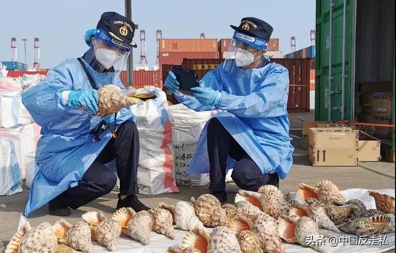 国门利剑2023,国门利剑打击汽车走私