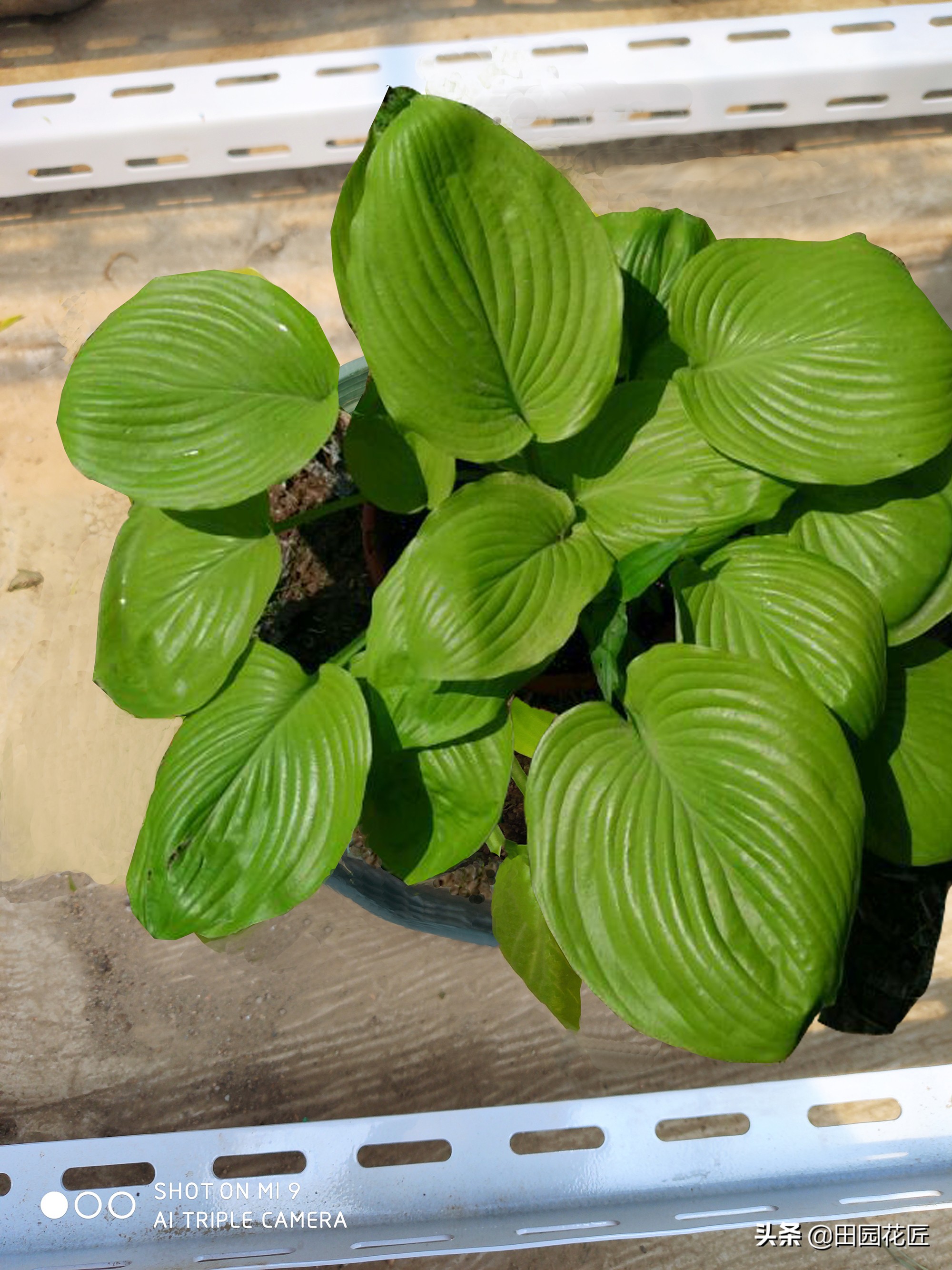 玉簪叶片发白化水、叶尖焦枯，小编经验分享，助您避开这些雷区！